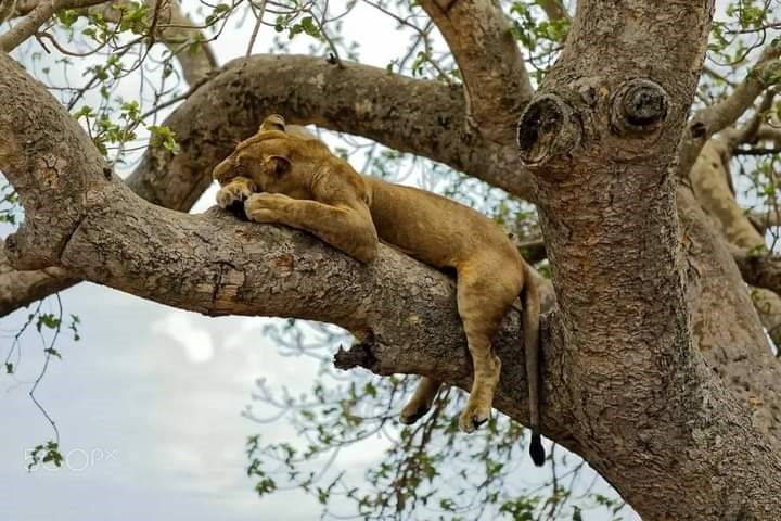 Queen Elizabeth National Park
